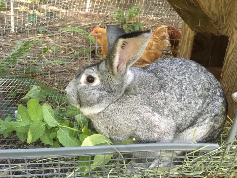 Rabbits Are the Foundation for Raising Animals Again